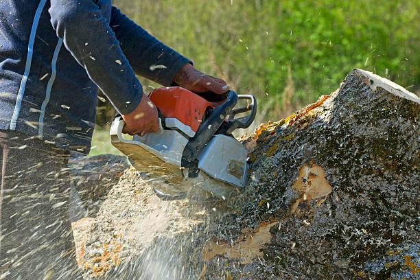 Emergency Storm Tree Removal